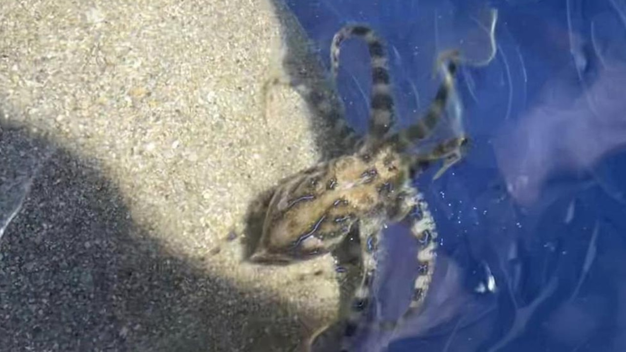 Blue-ringed octopus are generally found in shallow water, tide pools and coral reefs. This creature was found in Sydney’s south.