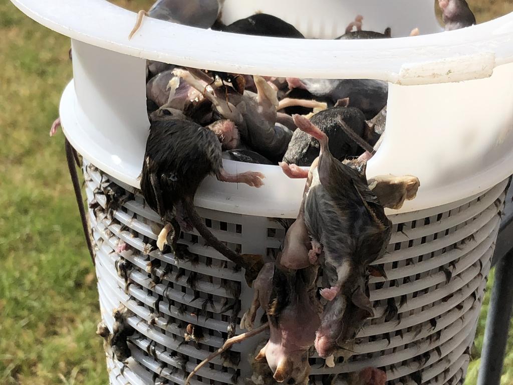 Warren farmer Ben Storer said they were regularly pulling up to '300 mice a night' out of their swimming pool during the plague.