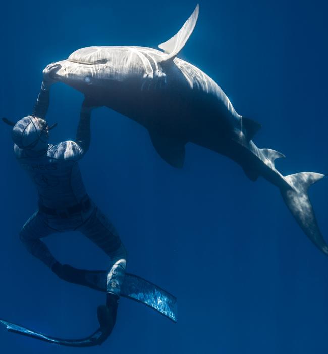 The shark on its back is a sure sign that it has entered the state known as ‘tonic immobility’. Picture: Cam Grant/Pierrick Seybald/Australscope