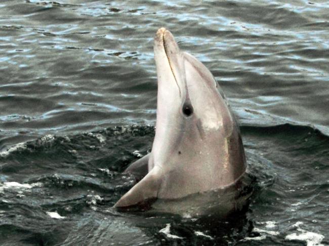 Propeller strike caused dolphin death