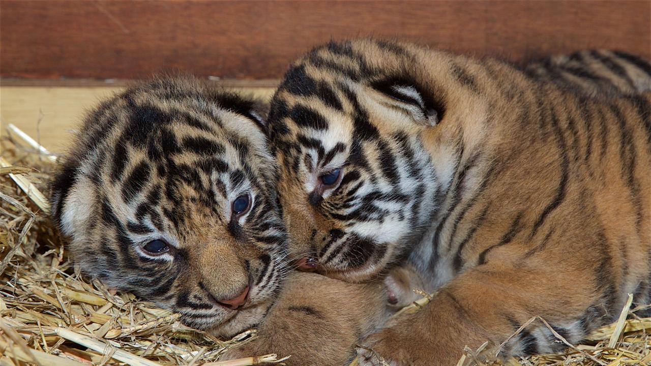 Dreamworld's newborn tiger cubs snuggle up to mum