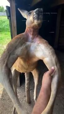 World baffled by insanely buff kangaroos