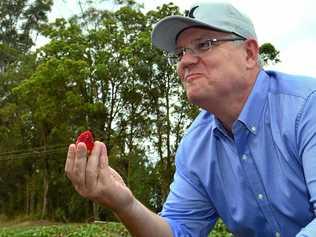 Prime Minister of Australia Scott Morrison visits Ashbern Farm in Glasshouse Mountains on the Sunshine Coast with Andrew Wallace MP. Picture: John McCutcheon