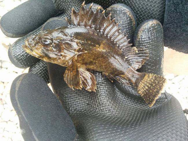 Reptile Solutions recently shared this photo of a bullrout, or freshwater stonefish.