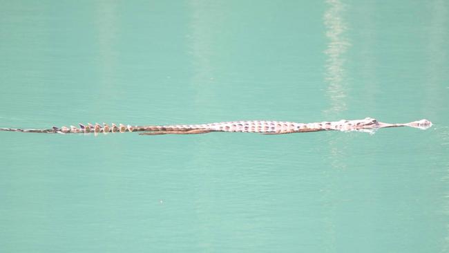 A small freshwater crocodile has lived in Lake Eacham for many years. Picture: Leese Beutel