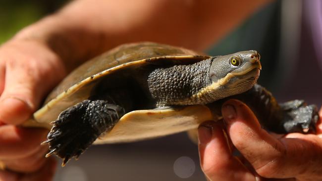 Turtle Rescues NSW saving turtles from Sydney’s dams | Daily Telegraph