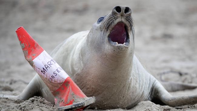 Neil the elephant seal is back on a beach near Hobart.  Picture: Chris Kidd