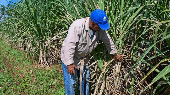 Isis Central Sugar Mill has thrown out a challenge to local cane farmers and prospective cane growers, to plant new cane and receive an incentive payment. (Photo by YAMIL LAGE / AFP)