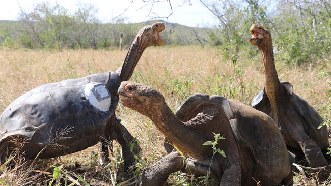 The endangered chelonidis hoodensis turtles after being released in the Galapagos Islands. Picture: AFP