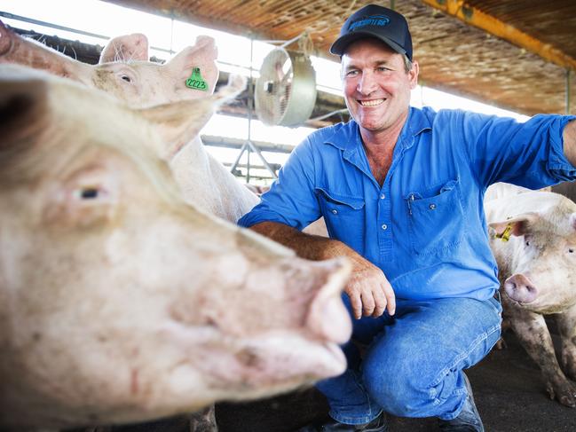  Gary Maguire with pregnant sows in the group pen at Glasshouse Country Farms.