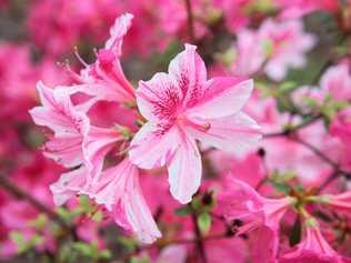 Azaleas provide a wonderful show of colour during spring when they are at their peak. Picture: fstockfoto