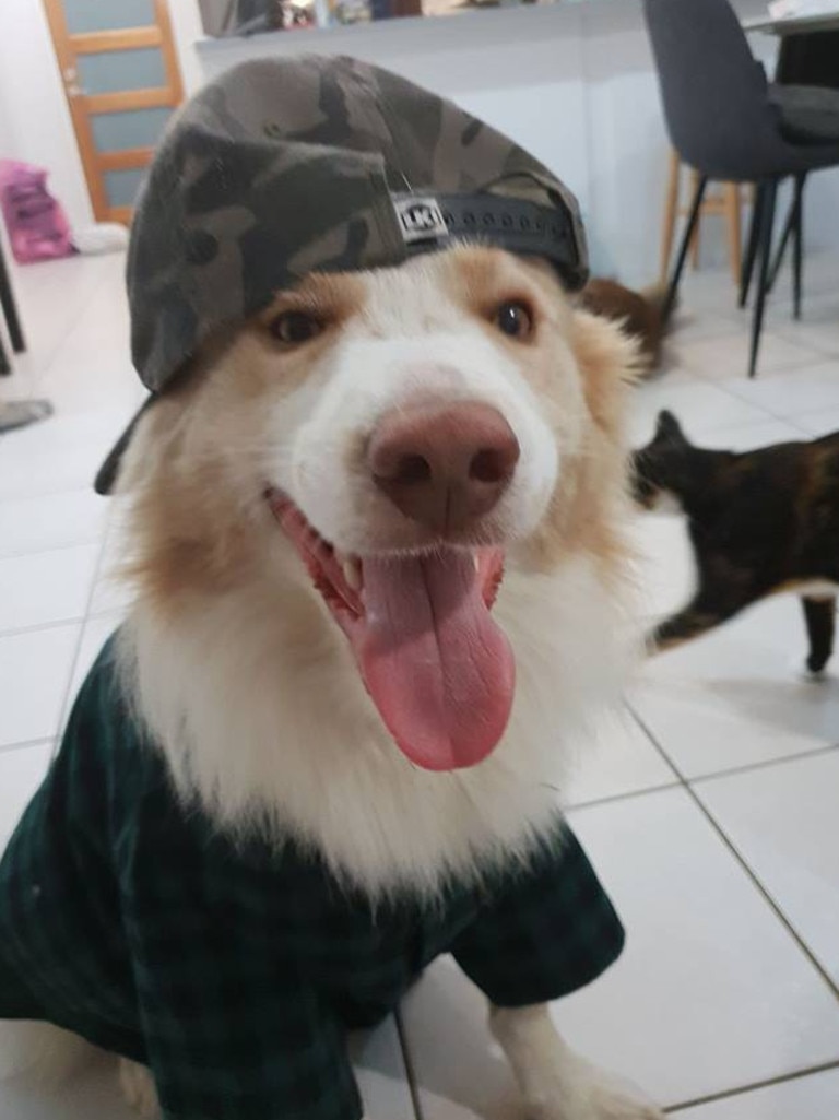 Maverick the pop punk Border Collie. Photo Jayden Hull