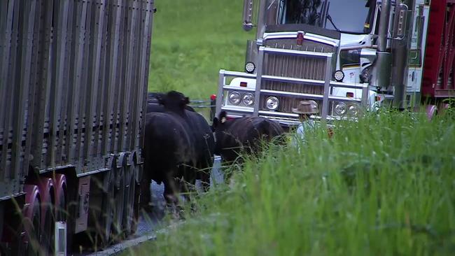 The cattle involved in the double fatal truck crash at Jackadgery.