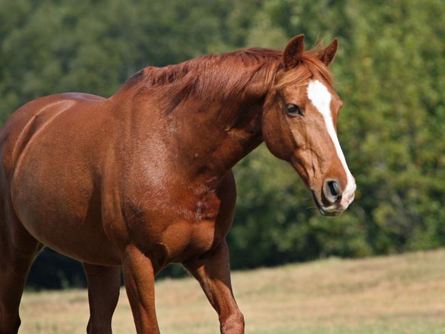 Undated : generic chestnut horse with a white blaze on its face. Pic. Pete Johnson