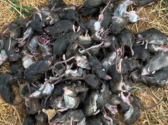 Residents of northern NSW have reported capturing hundreds of mice in traps as a plague sweeps the state.Picture taken in Warren, north west NSW.  Image: Geoff Wilson/Facebook