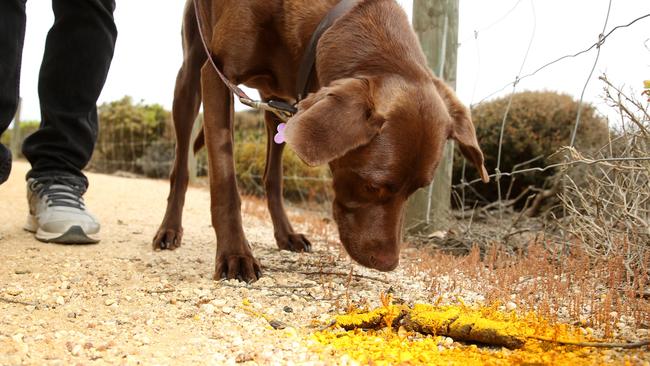 Dog poo 2024 spray paint