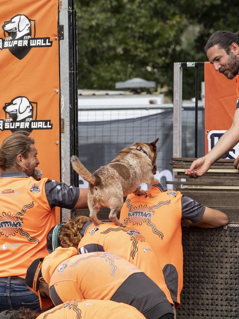 Jimmy Chew tackles the K9 Super Wall on day 3 of the Toowoomba Royal Show. Sunday, March 27, 2022. Picture: Nev Madsen.