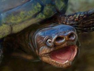 Weird pig-snouted turtle discovered