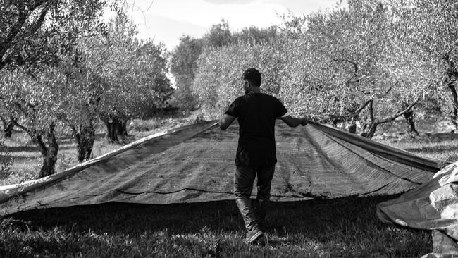 A groundsheet is spread out for harvesting the fruit by hand at Dr Kavvadia in Corfu. Picture: Markos Kyprianos.