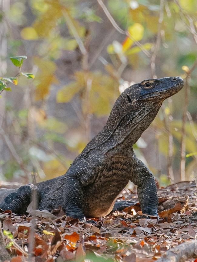 A komodo dragon on Rinca Island.