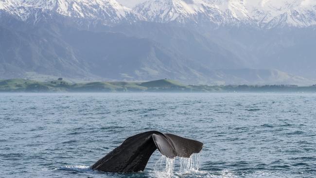 A whale breaches in Kaikora, Canterbury.