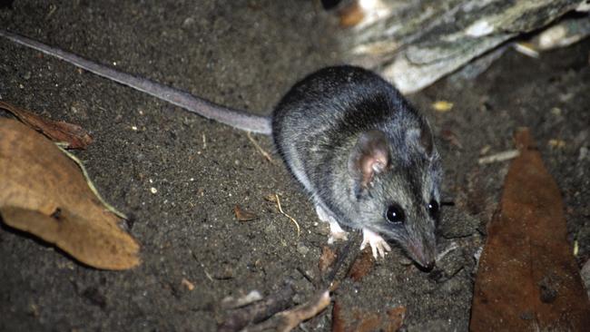 A Kangaroo Island dunnart. Picture: Jody Gates.