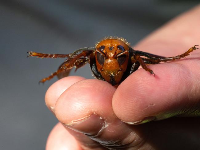 A sample specimen of a dead Asian Giant Hornet from Japan, also known as a murder hornet. Picture: Karen Ducey/Getty Images North America