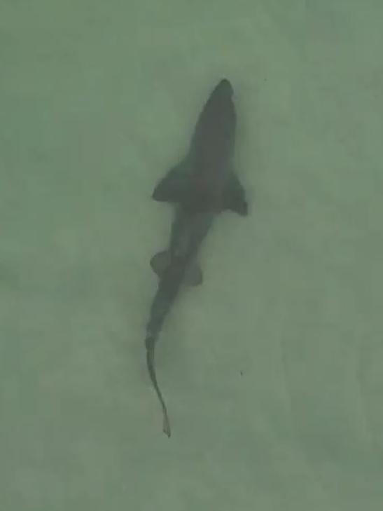 The large shark swam towards the group, captured by a drone. Picture: Emily Howman / News Media Network