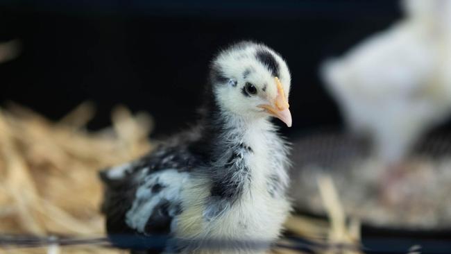 Meet Juliette, Thelma, Harriet and Sweet Pea! Four little Easter chicks looking for a new home.