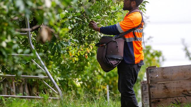 Many crops and farms across Queensland and Australia rely on a temporary or short-term workforce to meet farm needs. Massi Gregoire from Vanuatu. Picture: Mark Stewart