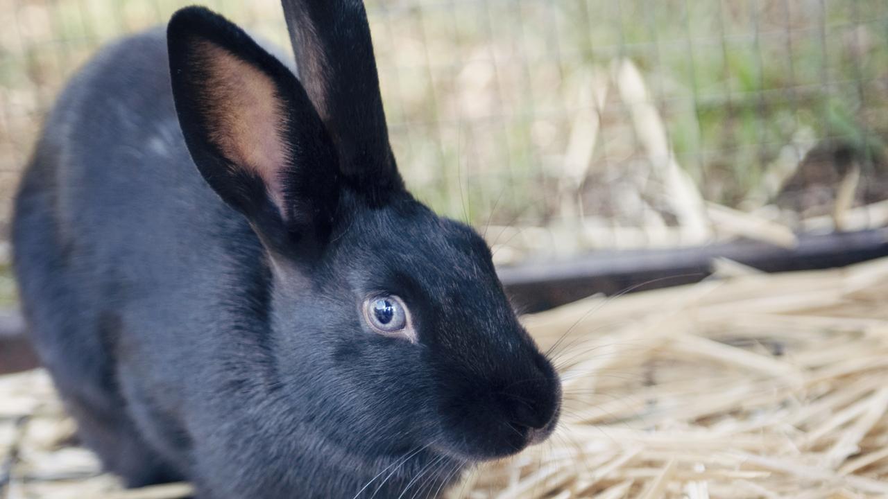 Dead pet rabbits, including one in a freezer, were allegedly found in the man’s Chester Hill unit, while two living rabbits were rescued. Picture: RSPCA NSW