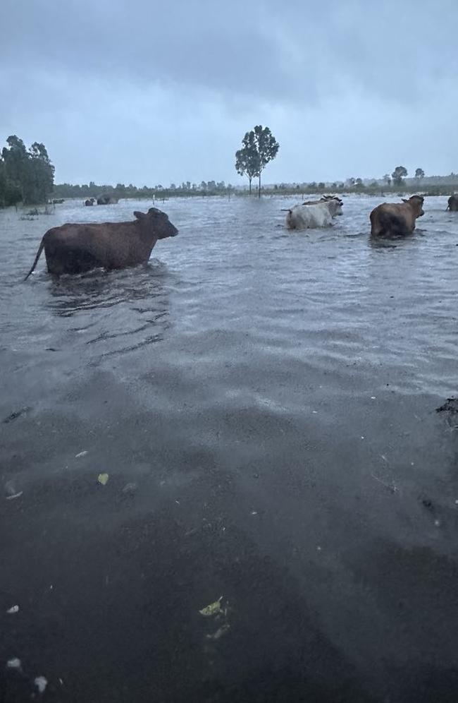 Webb Rd resident Christopher Faust moves cattle to higher ground