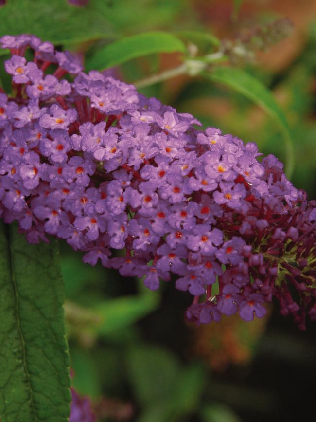 Buzz ‘Purple’.