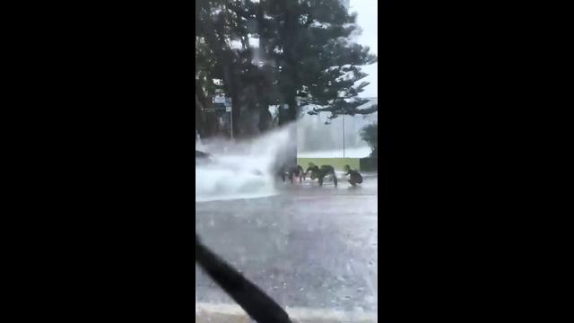 Surfers make the most of Sydney storm by asking cars for a "wave" splash