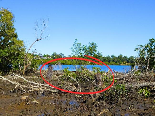 Man’s huge fine for destroying 700-year-old mangroves