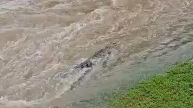 Croc in the flood water at Ingham