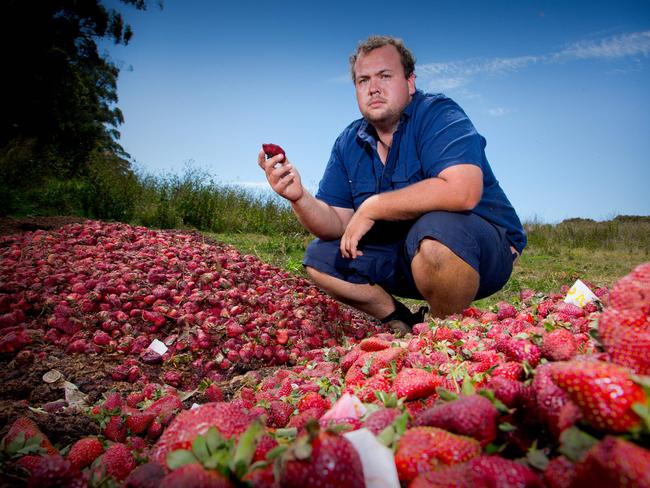 Aussie strawberry growers have been forced to destroy stock after a plummet in demand since the needle saga began. Picture: AFP