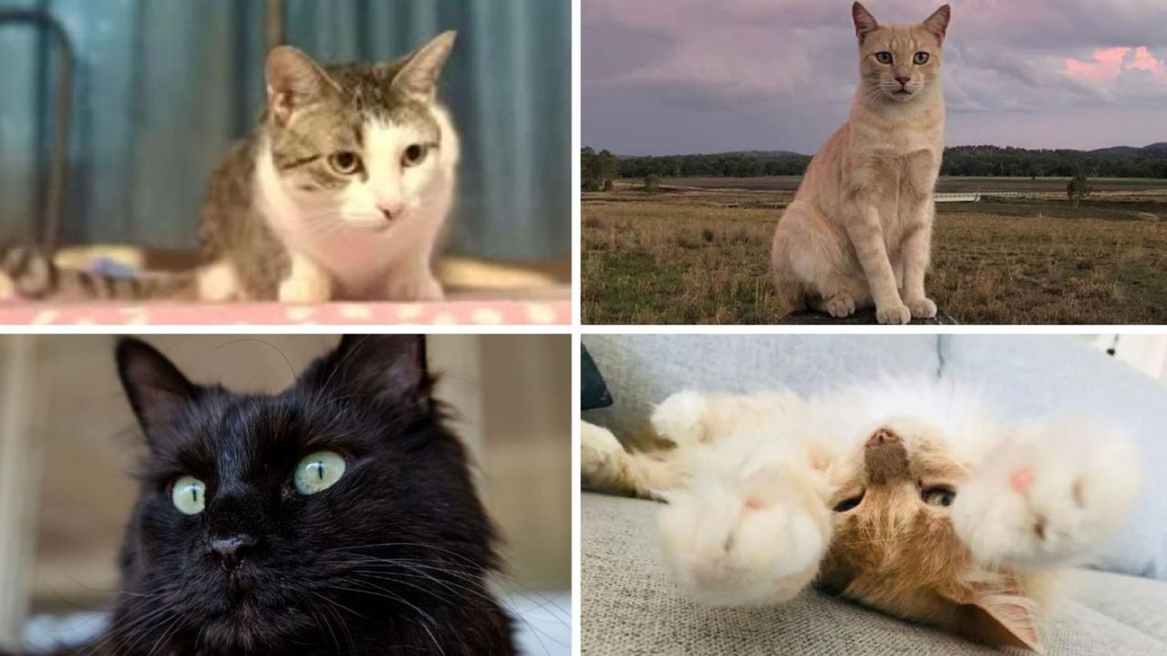 VOTE NOW: Southern Downs’ cutest cat