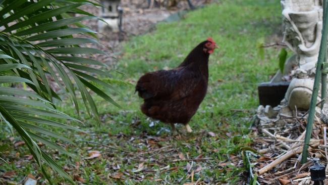 Mr Edwards said he suspects one of the cats have killed one of his chooks, though he cannot prove anything as he didn’t witness it happen. Photo: Elizabeth Neil