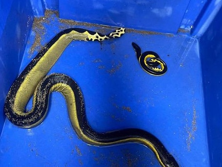 UPDATED: ‘Never seen it before’: Venomous sea snake’s surprise