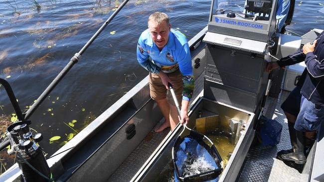 Minister Recreational Fishing Paul Kirby released some of the 40,000 barra into Manton Dam boosting recreational fishing opportunities. Picture Katrina Bridgeford.