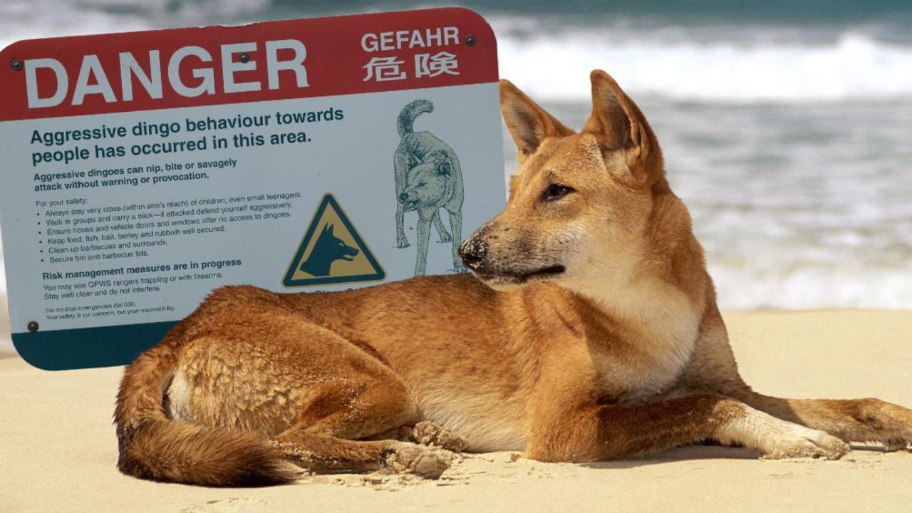 Signs posted on K’gari warn visitors to keep children within arm’s reach and never attempt to feed or touch dingoes. Picture: Supplied.