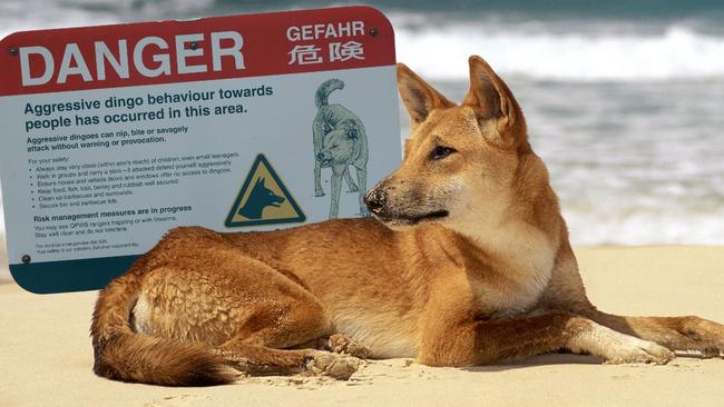 Signs posted on K’gari warn visitors to keep children within arm’s reach and never attempt to feed or touch dingoes. Picture: Supplied.