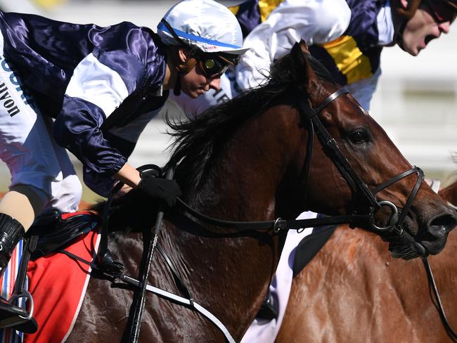 Johannes Vermeer before his eye-catchingf second on Caulfield Guineas Day. Picture: AAP