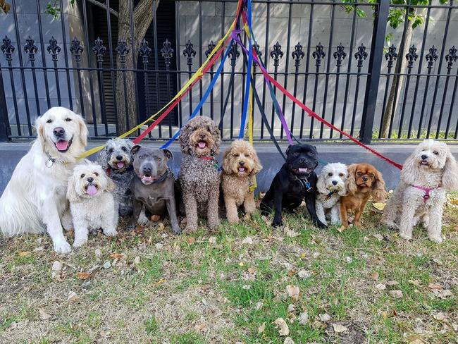 Ken Phillips 10 dogs he was walking when approached by a council officer. Pic: Supplied.
