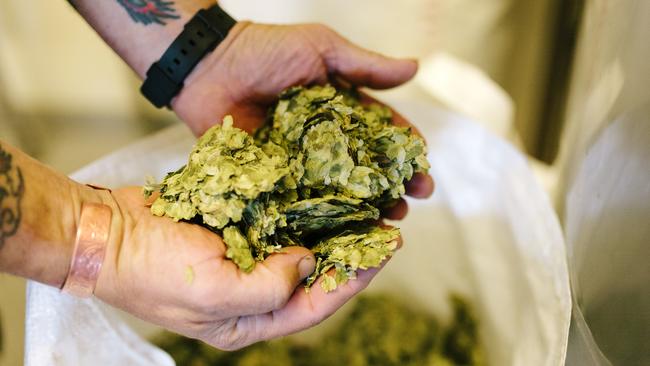 Hops are responsible for giving beer its signature bitterness.