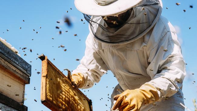 Gympie beekeeper Leonard Daniel Weller, 83 of the Southside, faced Gympie Magistrates Court in custody as he pleaded guilty to one count of assault occasioning bodily harm, a domestic violence offence.