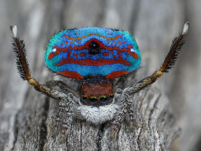 I travelled Australia looking for peacock spiders, and collected 7 new  species (and named one after the starry night sky)