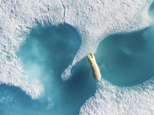 Above the Polar Bear. Here the polar bear might be interpreted as holding back the sea ice melting. Incredible and unique shot 6 meters above a polar bear in Nunavut, Baffin area during wildlife reportage in Nunavut and Greenland during summer 2017. Picture: Florian Ledoux/ Supplied