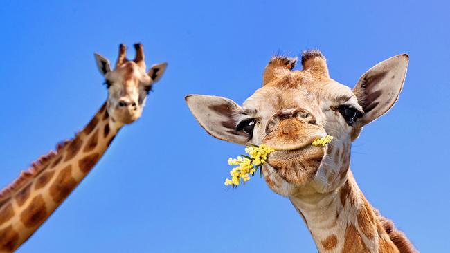 4-month-old Obuya the giraffe (right) with his mother Tulip (left) at Darling Downs Zoo. Pics Tara Croser.